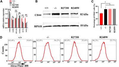 Deficient or R273H and R248W Mutations of p53 Promote Chemoresistance to 5-FU via TCF21/CD44 Axis-Mediated Enhanced Stemness in Colorectal Carcinoma